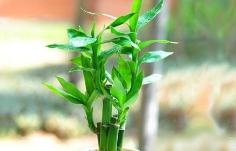 富贵竹不好养，如何才能保持常绿状态？