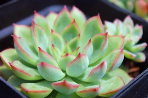 多肉的养殖方法