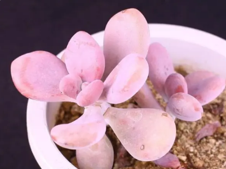 多肉植物冬天怎么养才能安全过冬