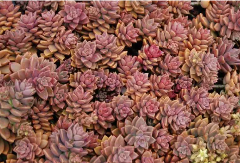 春天多肉室外养殖注意事项 春天露养多肉的注意事项