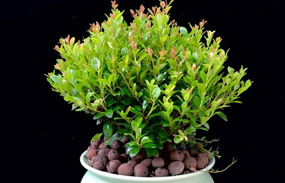 小叶赤楠可以在室内养吗？