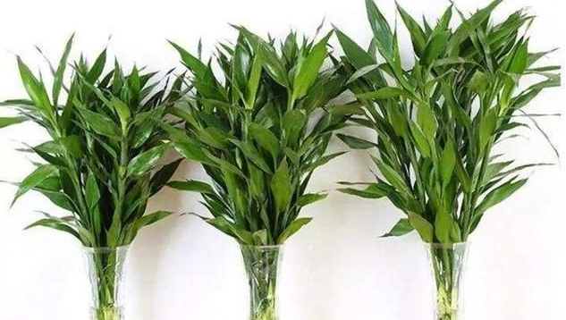 富贵竹有什么作用和功效