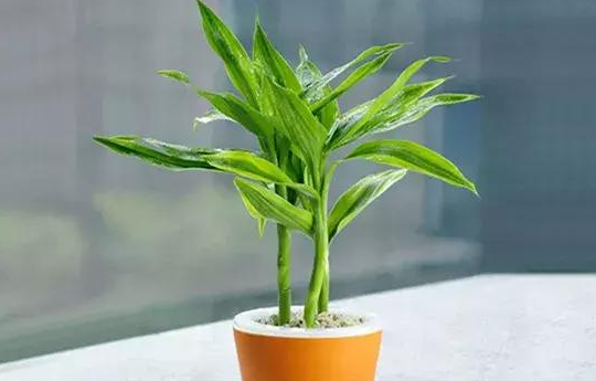 什么叫做“富贵竹”？